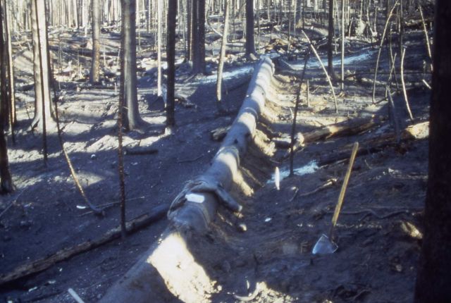 Log erosion barriers - Fire rehabilitation Picture