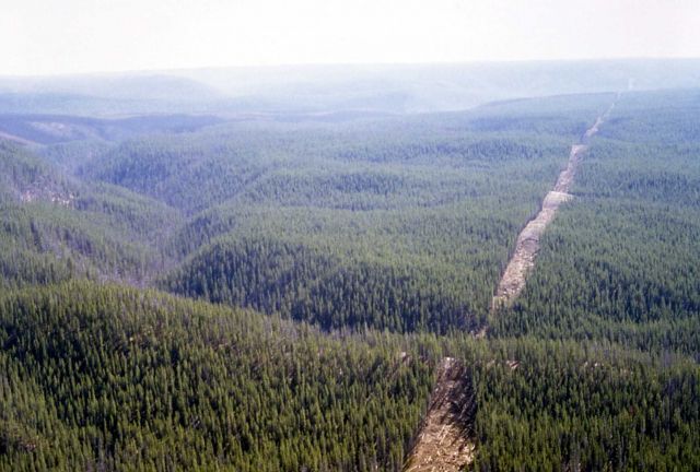 Aerial caterpillar line through forest - Fire rehabilitation Picture