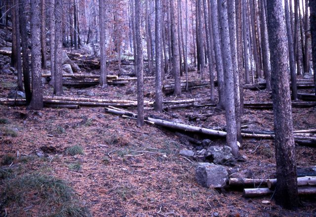 Log erosion barriers near Obsidian Cliff Picture