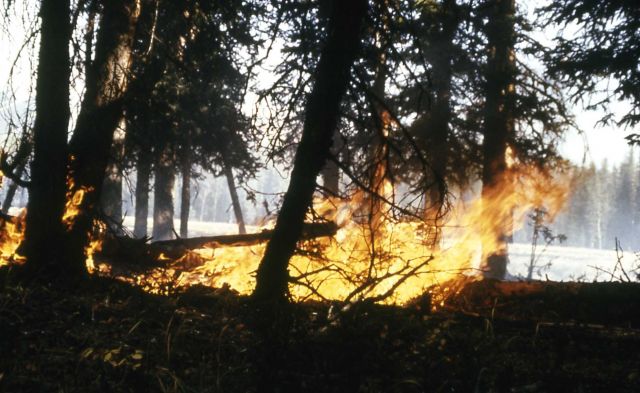 Trail Creek fire Picture