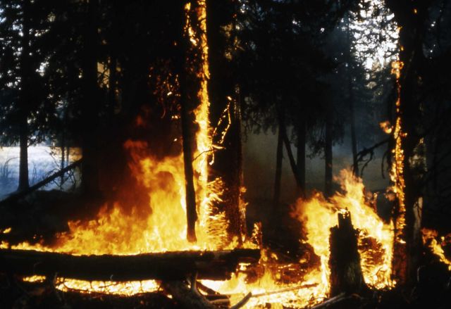 Trail Creek fire Picture