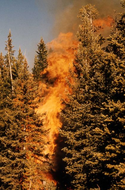 Trail Creek fire Picture