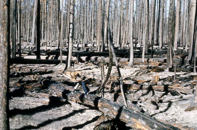 Trail Creek fire Picture