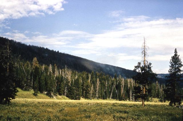 Willow Creek fire Picture