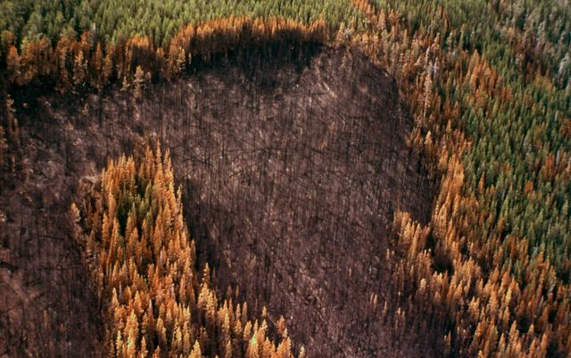 North side of the Willow Creek fire Picture