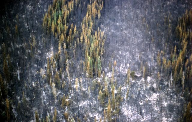 Aerial view of the Willow Creek fire Picture