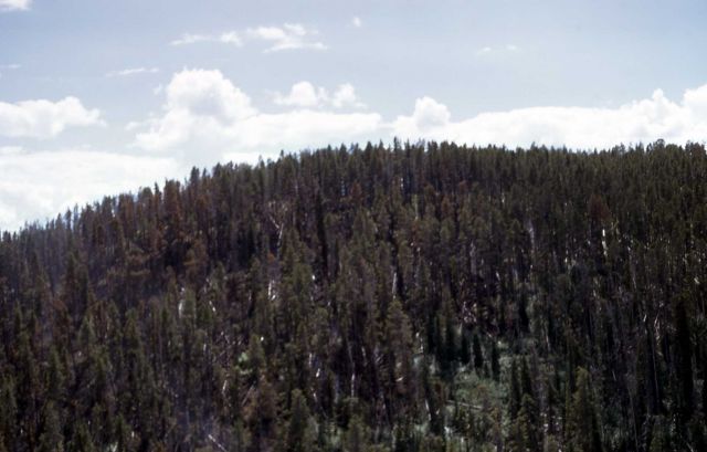 Aerial view of the Stonetop fire Picture
