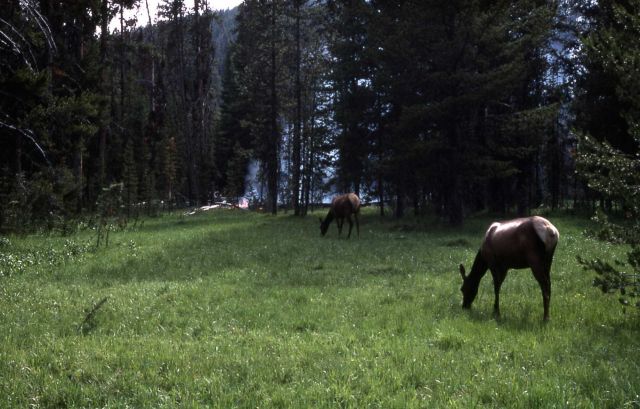 Elk grazing near fire at Grizzly Lake trailhead Picture
