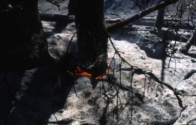 Burning base of tree at fire near Grizzly Lake trailhead Picture