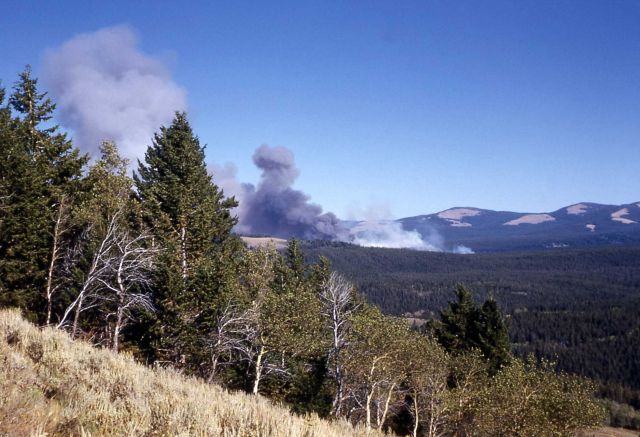 Blacktail fire Picture