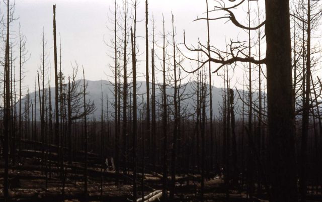 Lewis Lake fire Picture