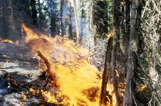 Dead fir burning in the Arrow fire Picture
