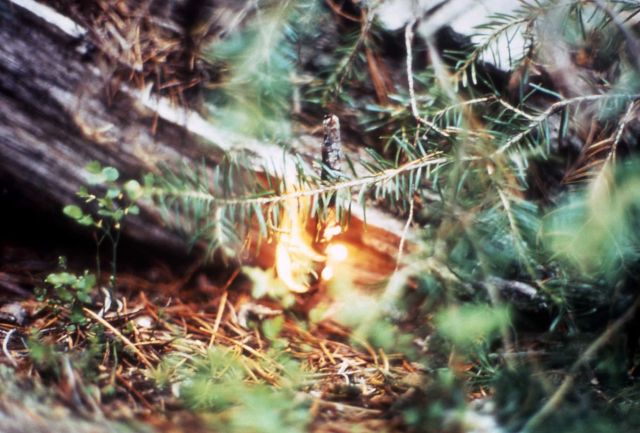 Fire brand starting spot fire Picture