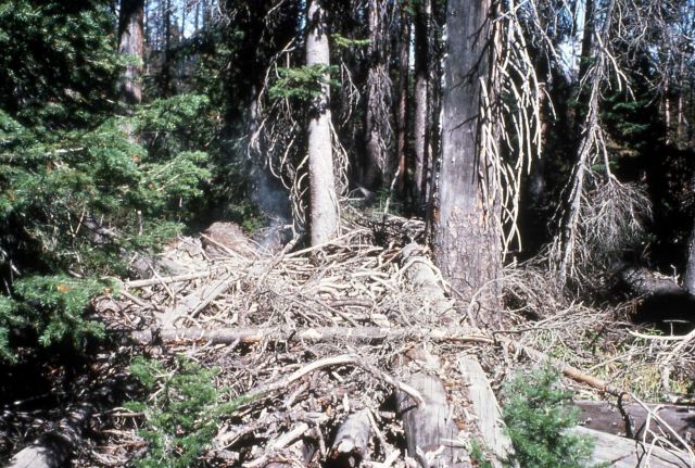 Fire starting in bush pile, Jack's fire Picture