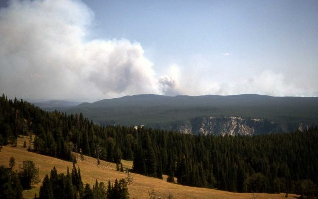 Tern/Raven fire as seen from Dunraven Pass Picture
