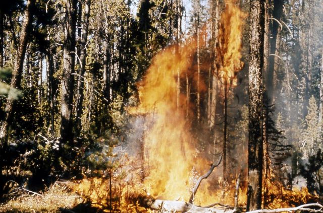 Trail Creek fire Picture