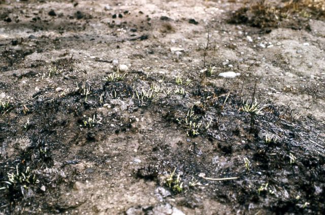 New grass after the Raven Creek fire Picture
