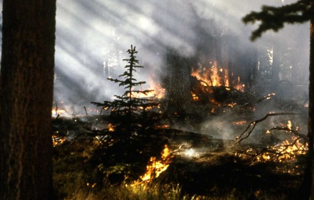 Trail Creek fire Picture