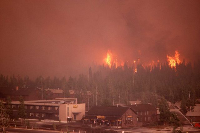Crown fire approaching Old Faithful Snowlodge Picture