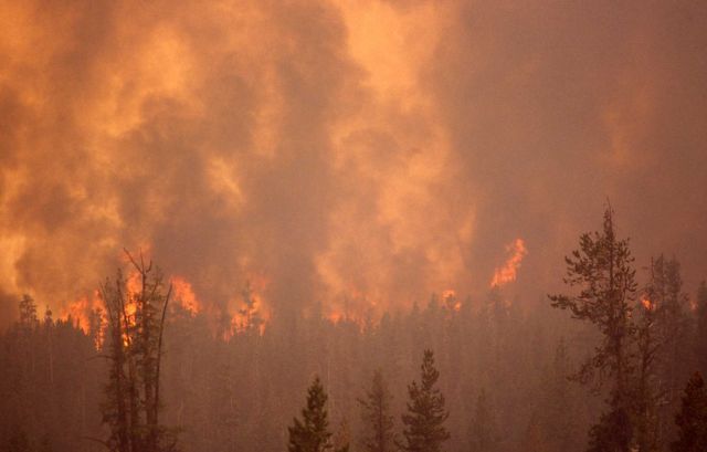 Distant crown - Fire Picture