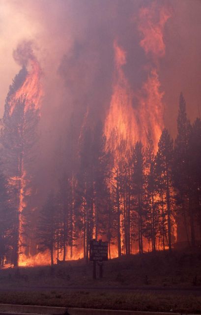 Close up of crown fire at Grant Village Junction Picture