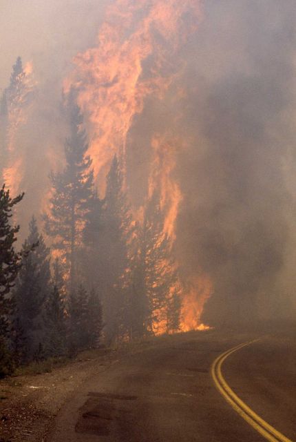 Close up of Crown fire along road at West Thumb Picture