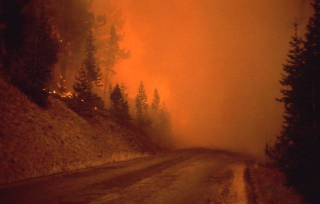 Dunraven Pass - Wolf Lake fire - dense smoke on road preceding Crown fire Picture