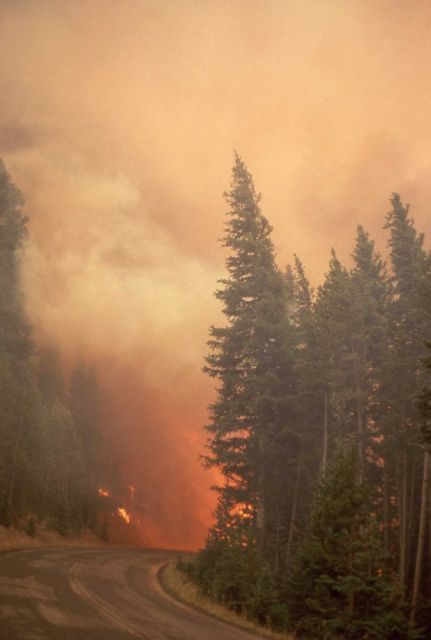 Dense smoke with orange glow from Crown fire on Dunraven Pass Picture