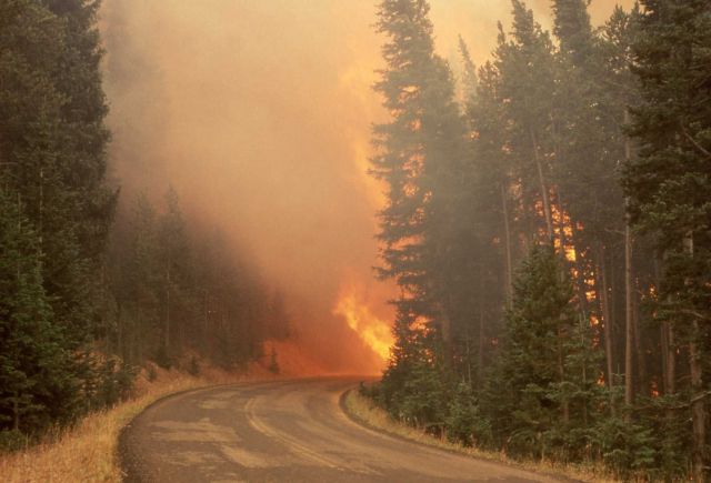 Dense smoke with orange glow preceding Crown fire on Dunraven Pass Picture