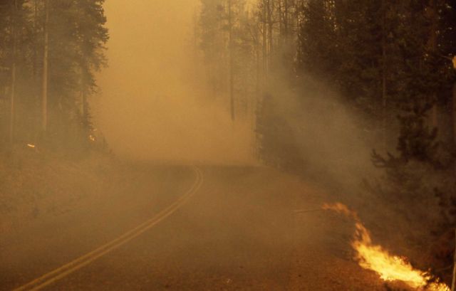 Ground fire & dense smoke along road north of Dunraven Pass Picture