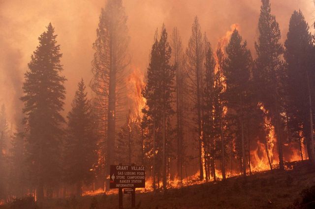 Trees torching at Grant Village Junction - with sign Picture
