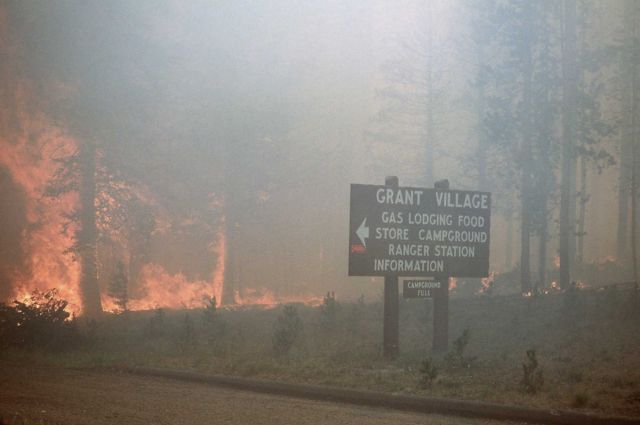 Trees torching at Grant Village Junction - with sign Picture