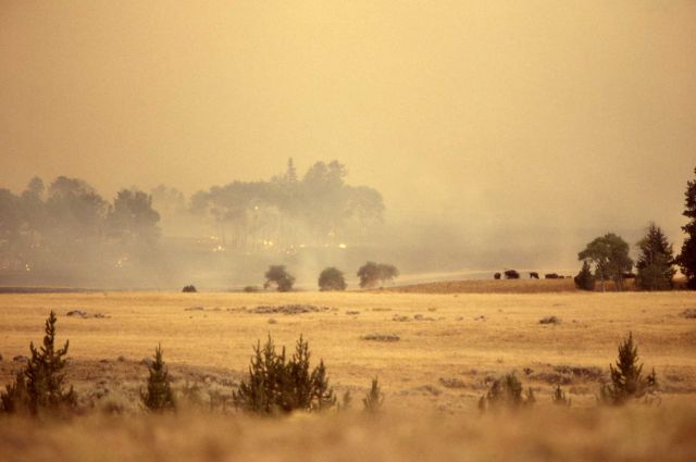 Ground fire on Blacktail Plateau with bison grazing Picture