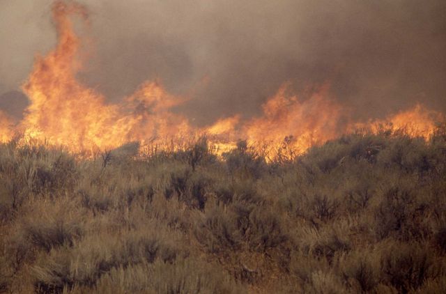 Close up of sage (gound) fire at Africa Lake Picture