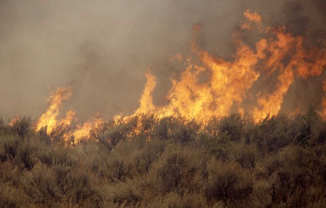 Close up of sage (gound) fire at Africa Lake Picture