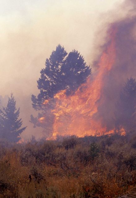Tree tourching near Africa Lake - Ground fire Picture