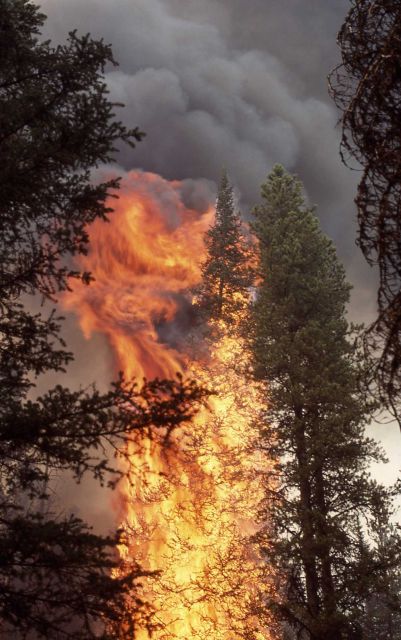 Tree torching near northeast gate - Ground fire Picture