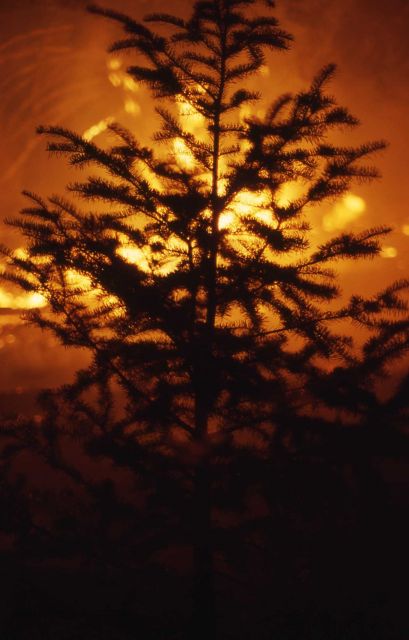 Nighttime view of tree torching near northeast entrance - Ground fire Picture