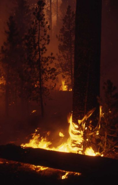 Nighttime ground fire in lodgepole fores Picture