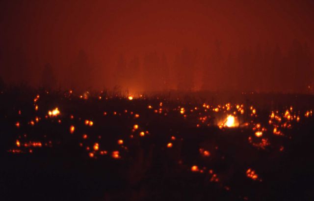 Embers of fire glowing near Antelope Creek - Ground fire Picture