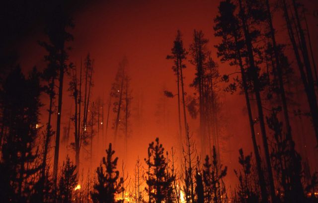 Nighttime glow of ground fire in lodgepole forest near Firehole Picture