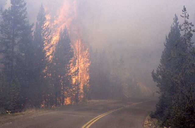 Tree torching near road at Grant Village - Ground fire Picture