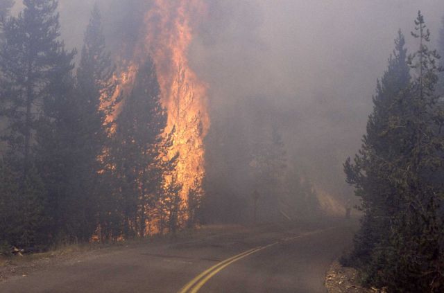Tree torching near road at Grant Village - Ground fire Picture