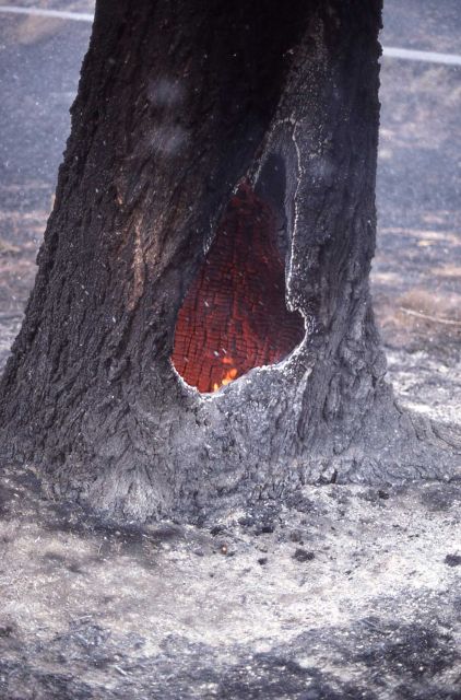 Fire burning inside of Douglas fir trunk at Floating Island Lake - Ground fire Picture