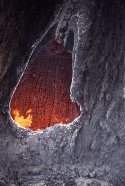 Fire burning inside of Douglas fir trunk at Floating Island Lake - Ground fire Picture