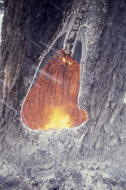 Trunk of burned Douglas fir with snow falling - Ground fire Picture