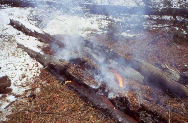 Smoldering ground fire with snow - Ground fire Picture