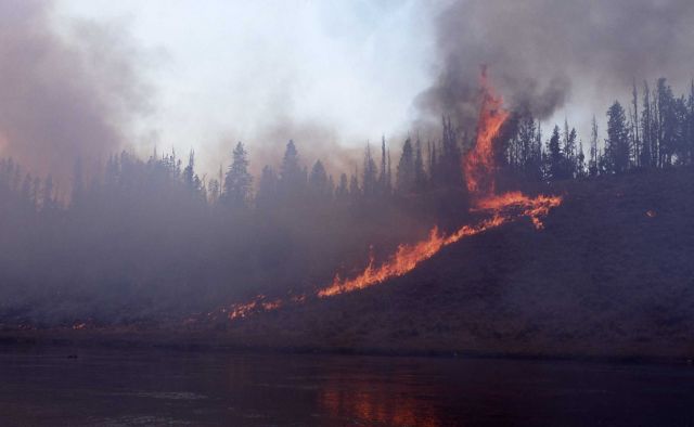 Sage (ground) fire along Madison River Picture