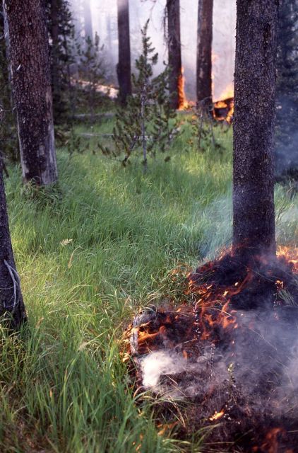 Shoshone Fire - Ground fire Picture