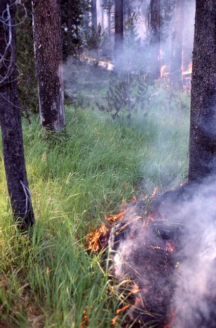 Smoldering ground fire in green grass Picture